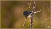 Dark-eyed Junco