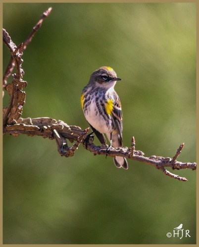 Yellow-Rumped Warbler