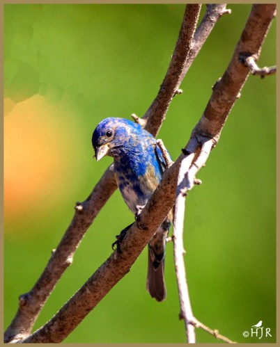 Blue Grosbeak