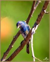 Blue Grosbeak