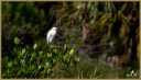Snowy Egret