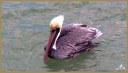 Brown Pelican