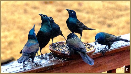 Common Grackles