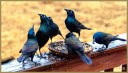 Common Grackles