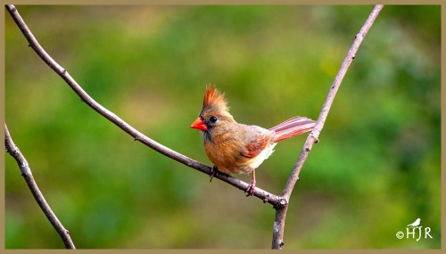 Northern Cardinal
