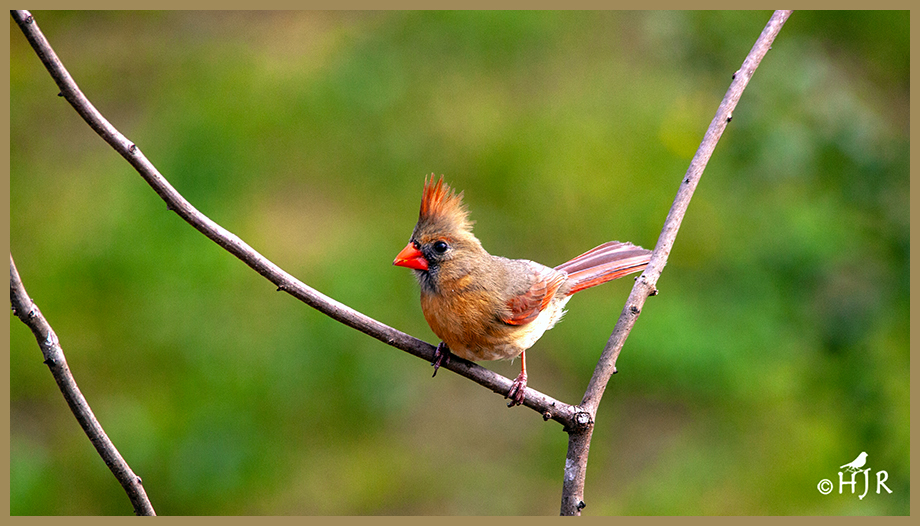 Northern Cardinal