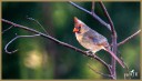 Northern Cardinal