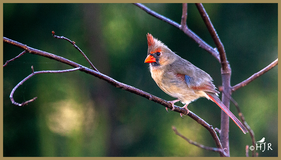 Northern Cardinal