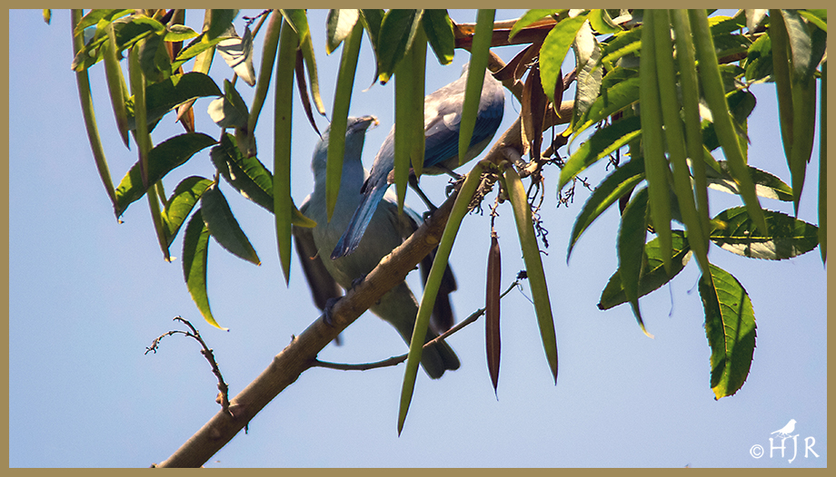Blue-gray Tanager