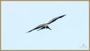 Swallow-tailed Kite