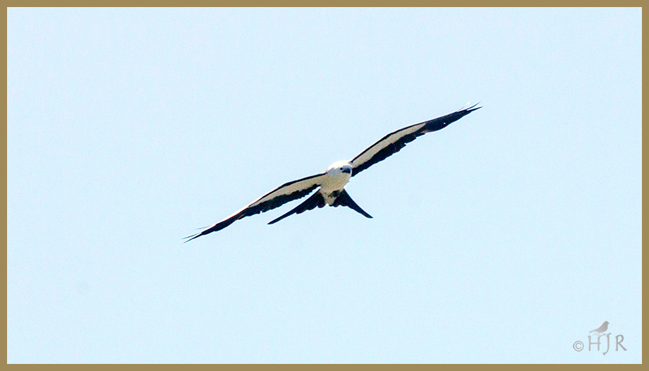Swallow-tailed Kite