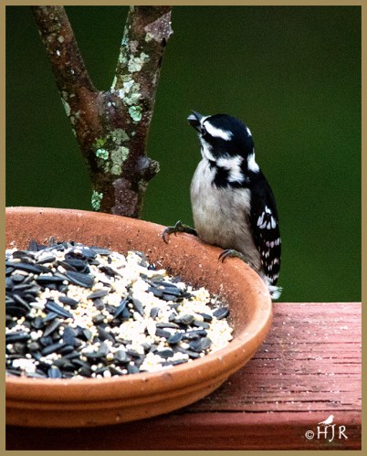 Downy Woodpecker