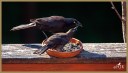 Common Grackle