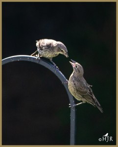 Brown-headed Cowbirds