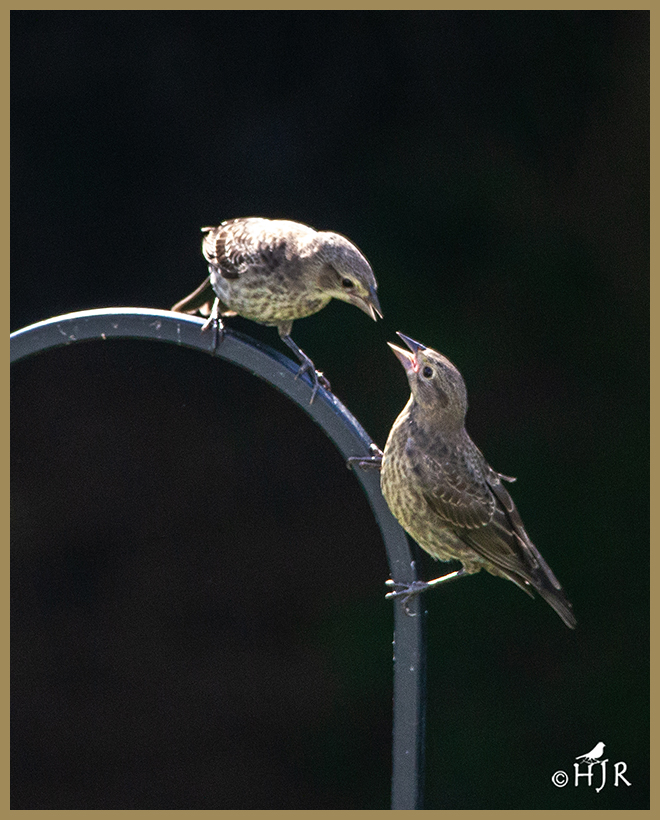 Brown-headed Cowbirds