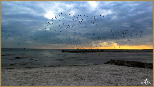 Black Skimmers