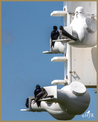 Purple Martins