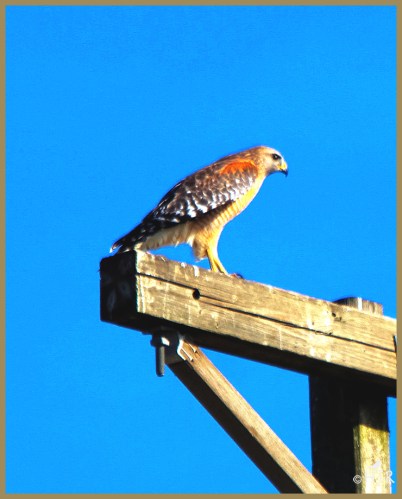 Red-shouldered Hawk