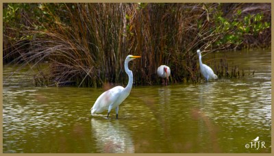 Great Egret