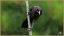 Common Grackle (Juv.)