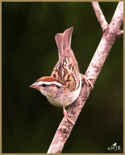 Chipping Sparrow