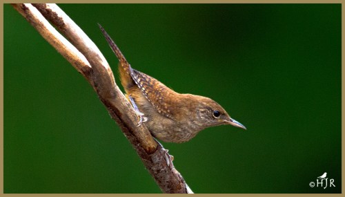 House Wren