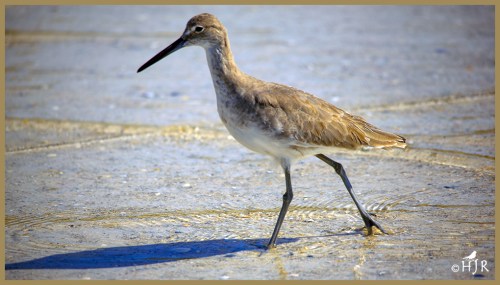 Willet