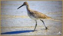 Willet