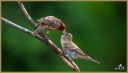 House Finches