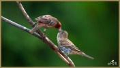 House Finches