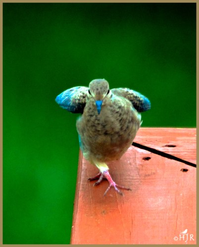 Mourning Dove