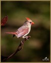Northern Cardinal