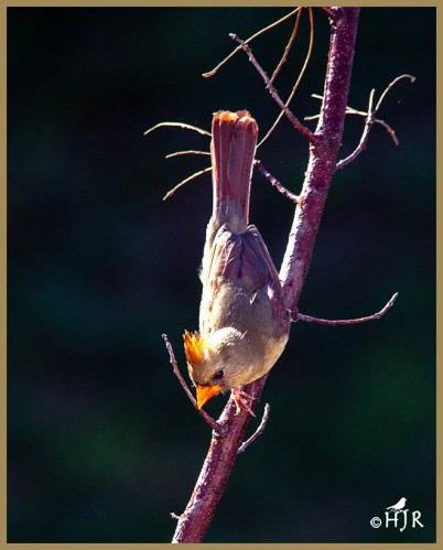 Northern Cardinal
