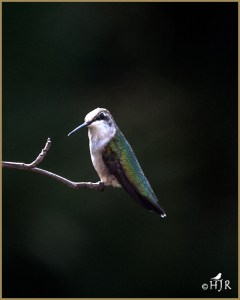 Ruby-throated Hummingbird