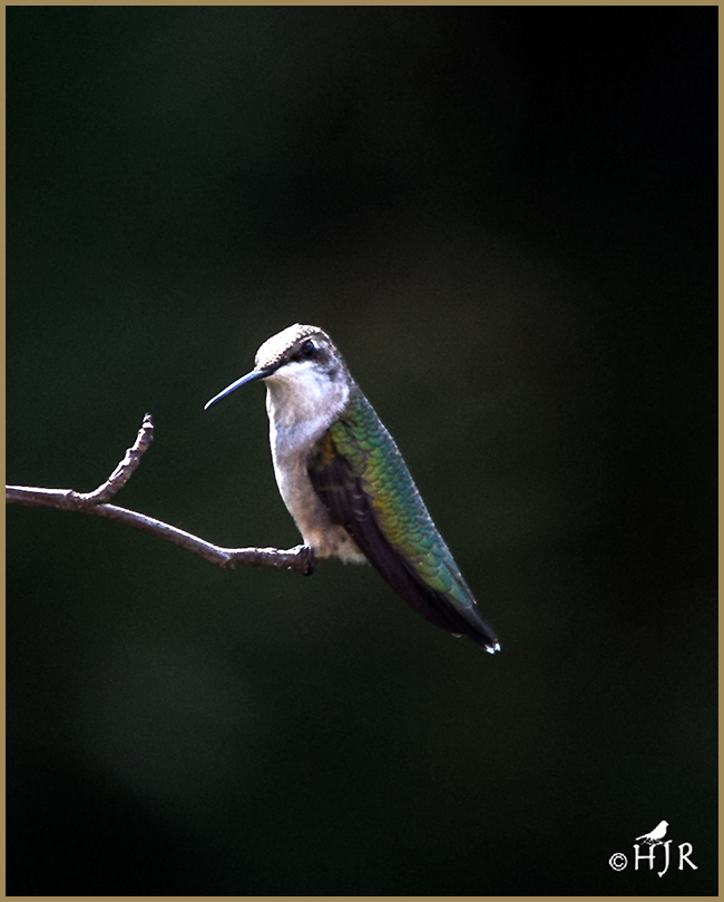 Ruby-throated Hummingbird