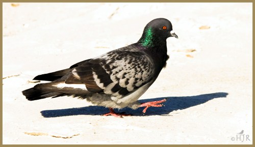 Rock Pigeon