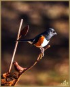 Eastern Towhee