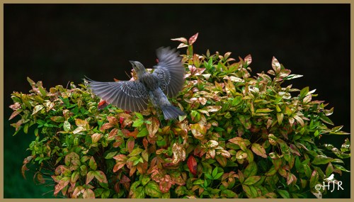 Brown-headed Cowbird (F)