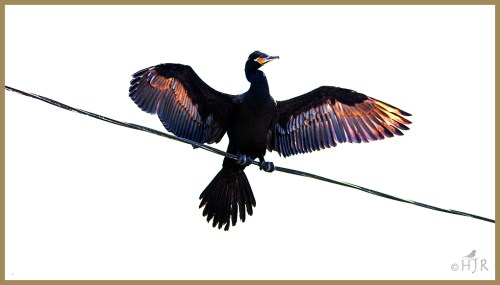 Double-crested Cormorant