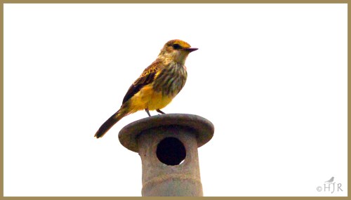 Vermillion Flycatcher (F)