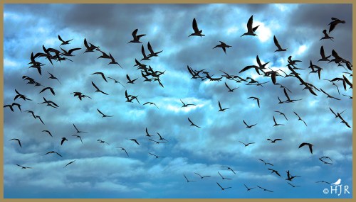 Black Skimmers