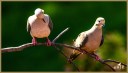 Mourning Doves