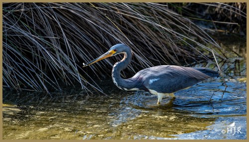 Tricolored Heron