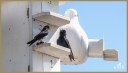 Purple Martins
