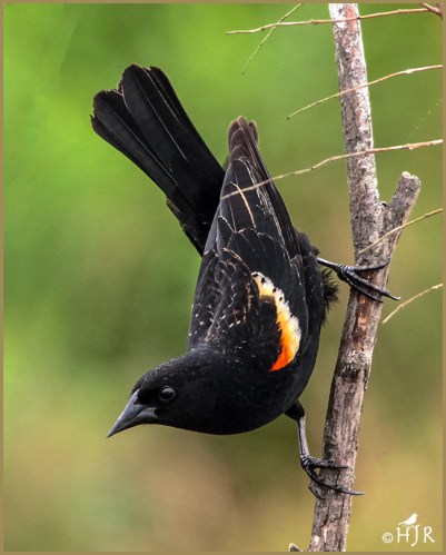 Black-winged Blackbird (M)