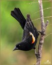 Black-winged Blackbird (M)