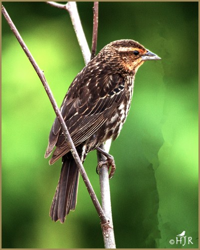 Red-winged Blackbirds (F)