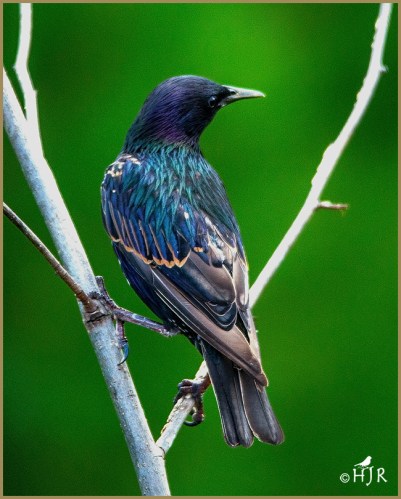 European Starling