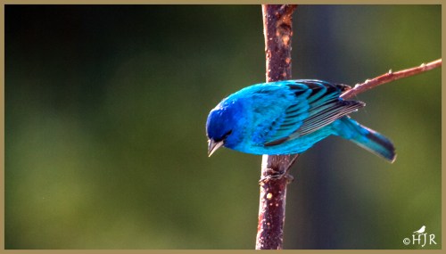 Indigo Bunting