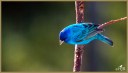 Indigo Bunting